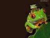 miniatura__BB_Red-eyed-TreeFrog copia